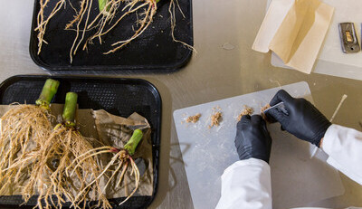 Průlomový výzkum zveřejněný v časopise Scientific Reports ukazuje, že geneticky upravené mikroby mohou zemědělcům poskytovat nový zdroj dusíku