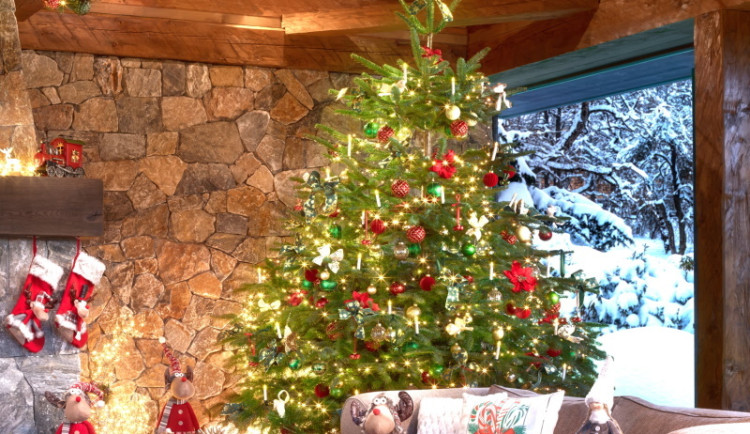 Mountfield zahajuje prodej čerstvých vánočních jedlí