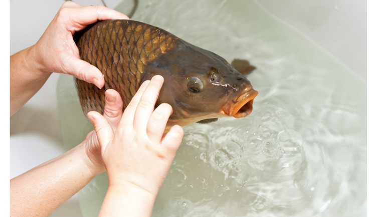 Konec každoročnímu týrání kaprů? Společenská podpora ukončení nákupu živých ryb získává na síle