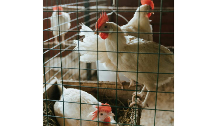 Na Slovensku chybí ročně 1/3 spotřeby drůbežího masa