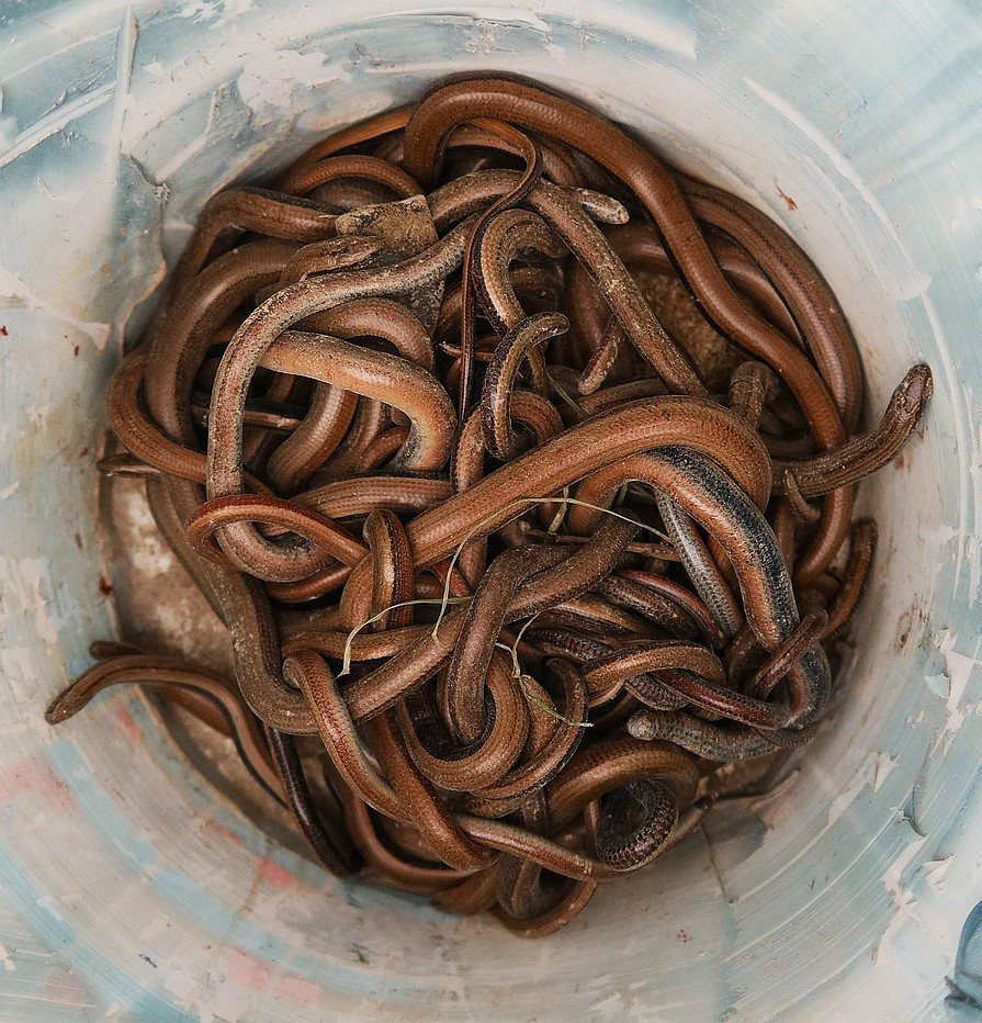 Děsivé klubko živých hadů objevili stavbaři pod základovou deskou při demolici jedné budovy. Celkem jich bylo 47