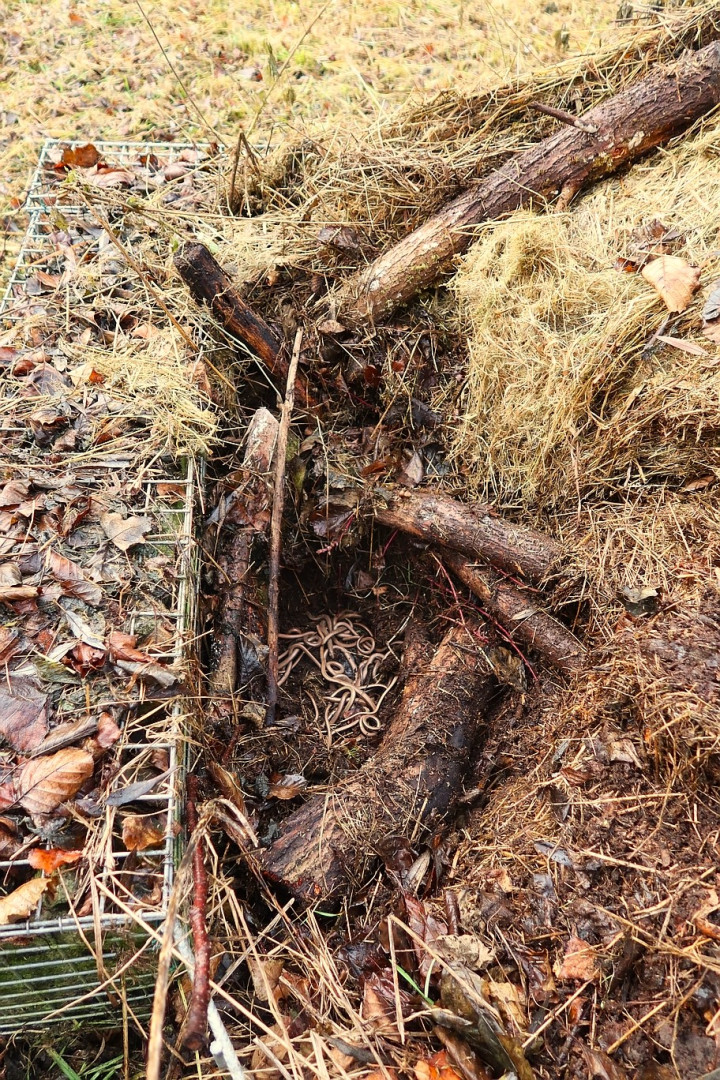 Nový domov nalezených hadů