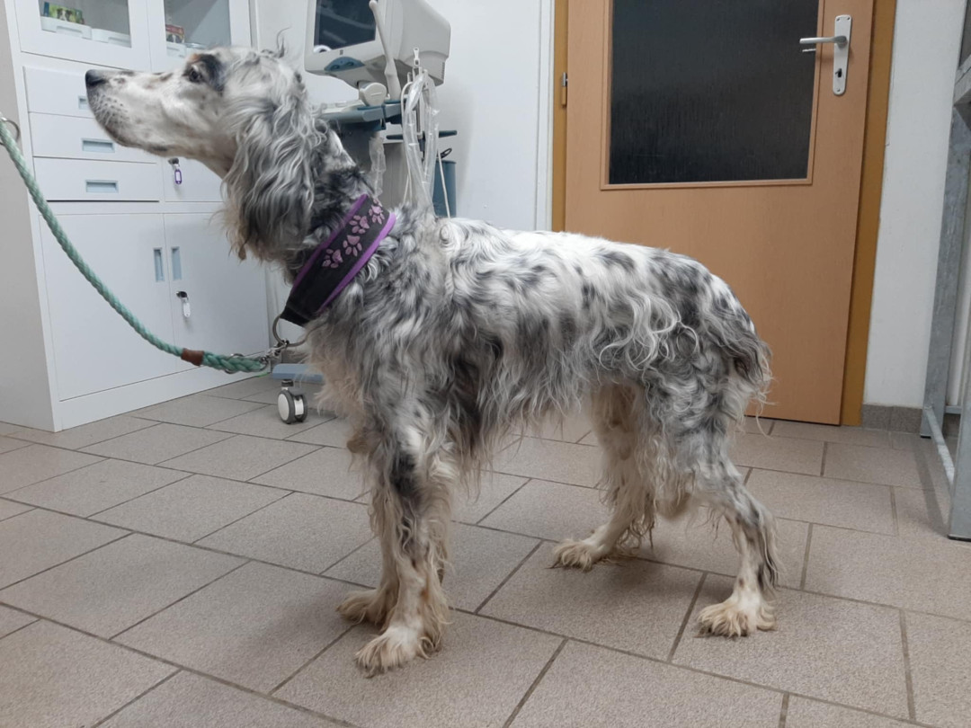 Hrozivý pach špíny, výkalů a moči. Žena z Tábora měla týrat tři psy