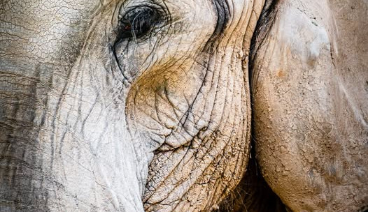 Safari Park přišel o slonici Drumbo. Veterináři se rozhodli, že ji z anestezie už neprobudí