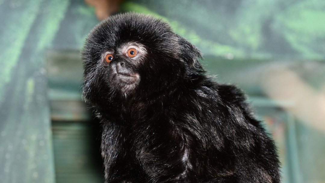 Velká radost v zoo. Po čtvrtstoletí se narodil malý čertík, mládě tamarína skákavého zatím samice nosí jako šálu