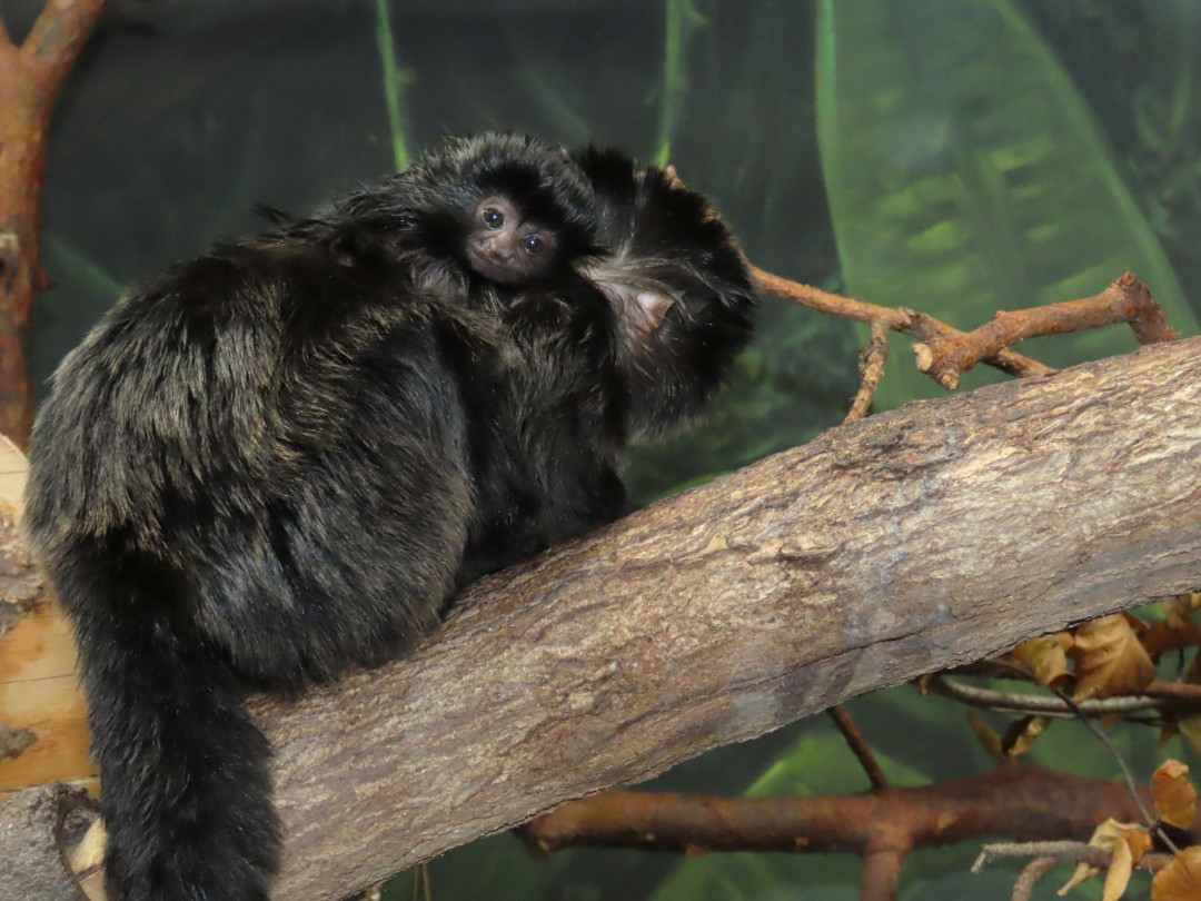 Velká radost v zoo. Po čtvrtstoletí se narodil malý čertík, mládě tamarína skákavého zatím samice nosí jako šálu