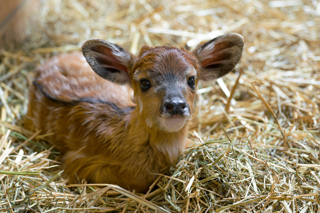 Samičce se podle chovatelů daří dobře