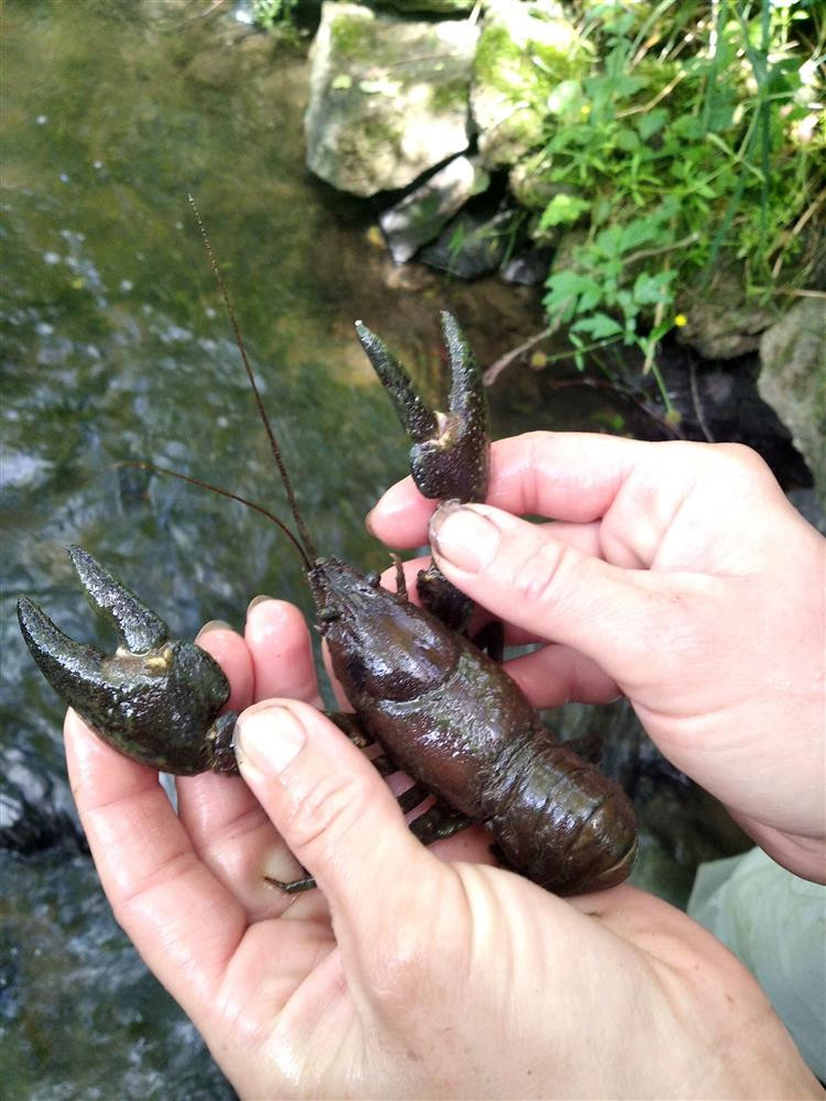 Raků říčních je stále méně, veřejnost by měla informovat o výskytu nepůvodních druhů. Foto: Se svolením Kraje Vysočina
