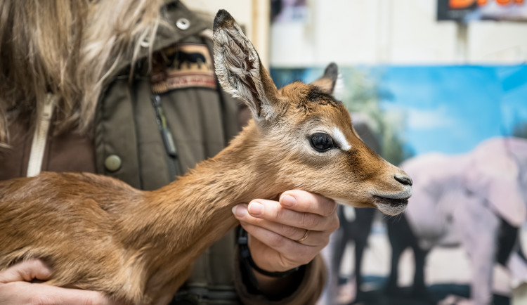 Safari Park má první mládě roku 2025. Je jím malá antilopa