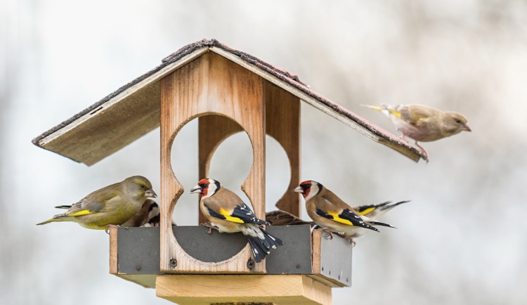 Je tu další ročník Ptačí hodinky. Sledujte krmítka, sčítejte ptáky a pomozte ornitologům v jejich výzkumu
