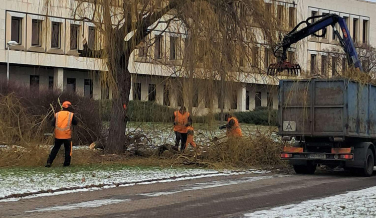 Hradec  Králové pokácí 200 stromů. V plánu jich má vysadit zhruba 600