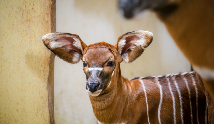 Malý zázrak ve Dvoře: Narodilo se mládě vzácné antilopy
