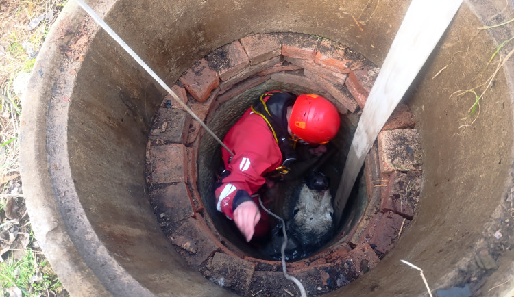 VIDEO: Záchranná akce ve Stěžerách. Hasiči vytáhli krávu ze studny