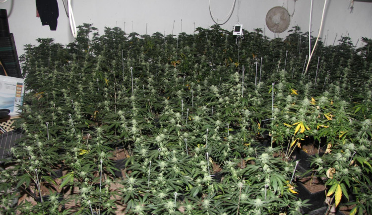 Jihočeští policisté odhalili tři pěstírny marihuany, zabavili v nich téměř 500 vzrostlých rostlin