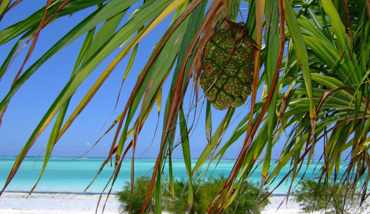 Namísto vysněné cesty do Afriky zbyly muži z Karvinska oči pro pláč. Naletěl falešné delegátce ze Zanzibaru