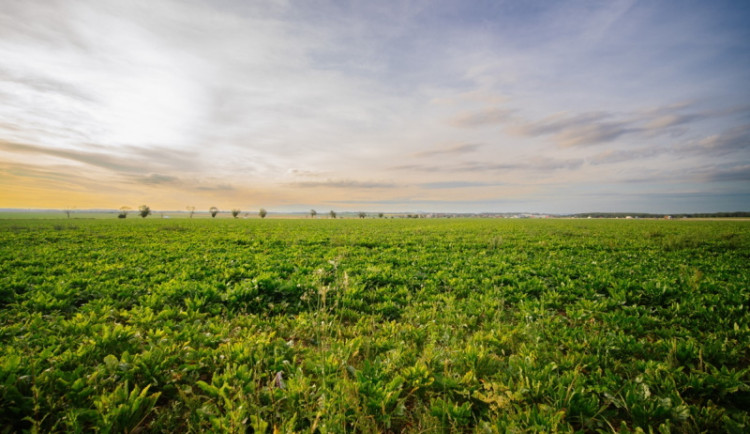 Aktuální zhodnocení trhu s půdou v ČR a vyhlídky na rok 2025
