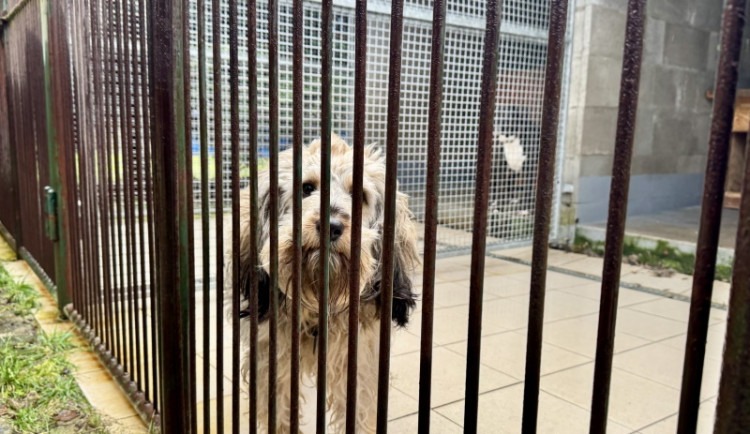 Radnice v Ostrově hledá zodpovědného správce pro městský psí útulek