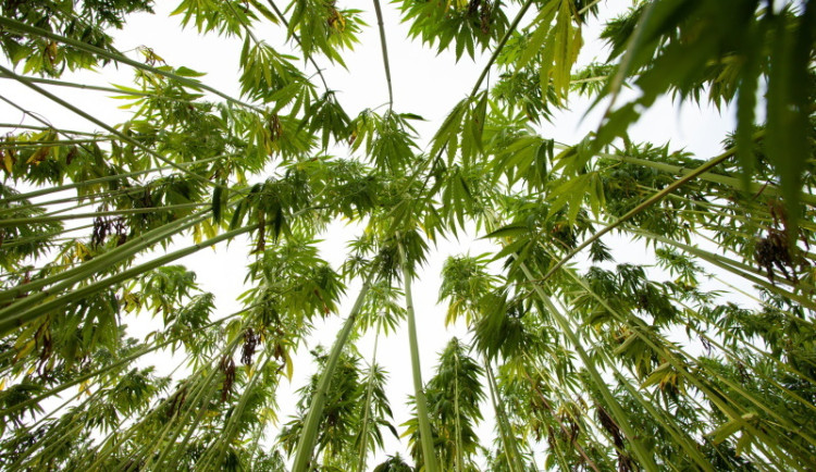 Otevřený dopis Českého konopného klastru vládě ČR