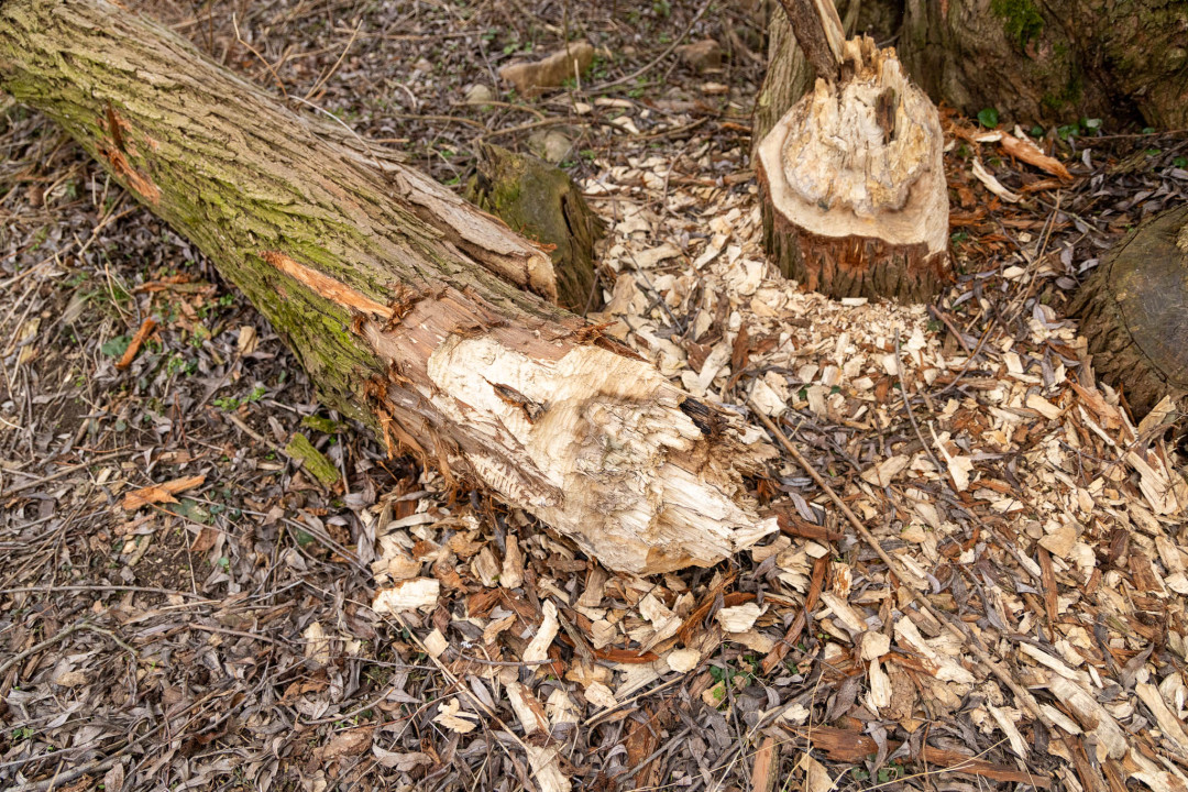 V Hrádku mapovali při protipovodňové prohlídce toky. Problémem jsou naplaveniny či kmeny pokácené bobrem