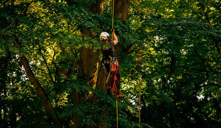 Hořice zahajují třetí etapu rekonstrukce Smetanových sadů. K zemi půjde devět stromů