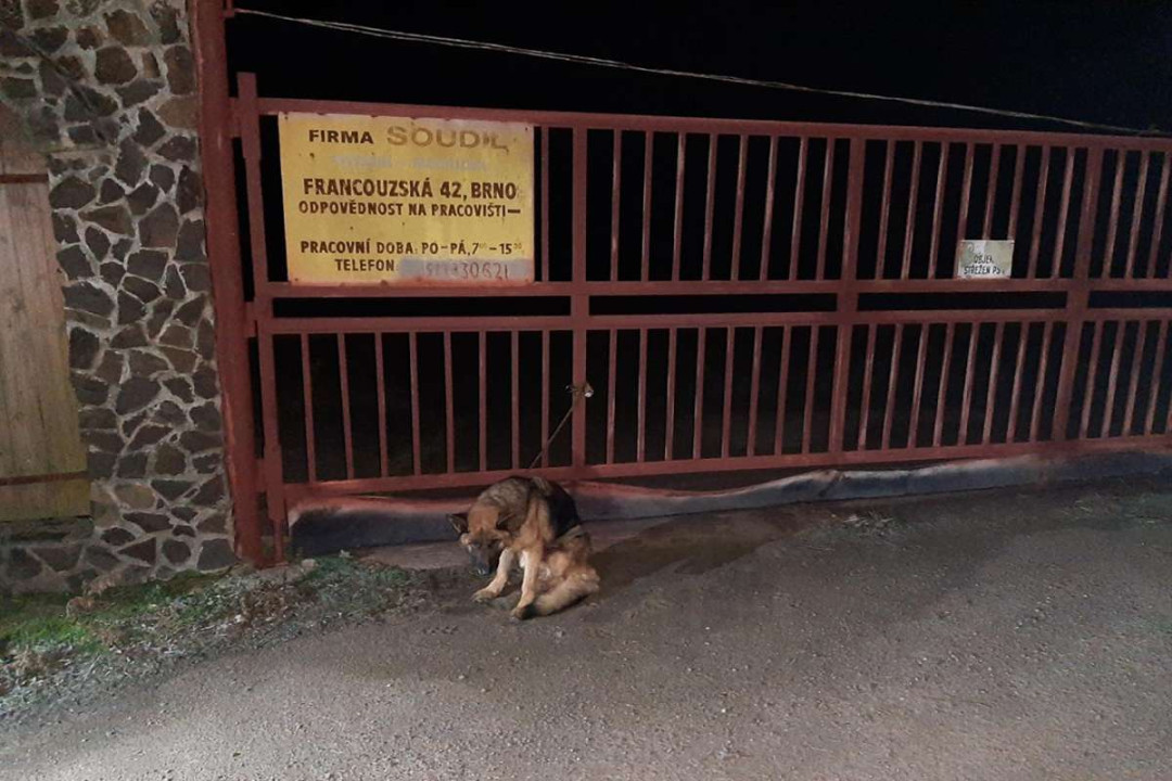 Policisté vypátrali majitele utýrané fenky z Vyškovska. V domě našli další zubožené psy