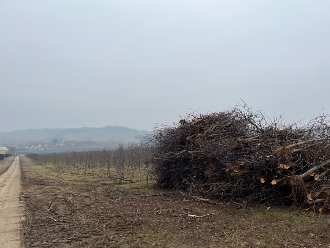 Za 340 hektarů na nulu. Koncern Úsovsko kvůli ztrátovosti ruší obrovské plochy ovocných sadů