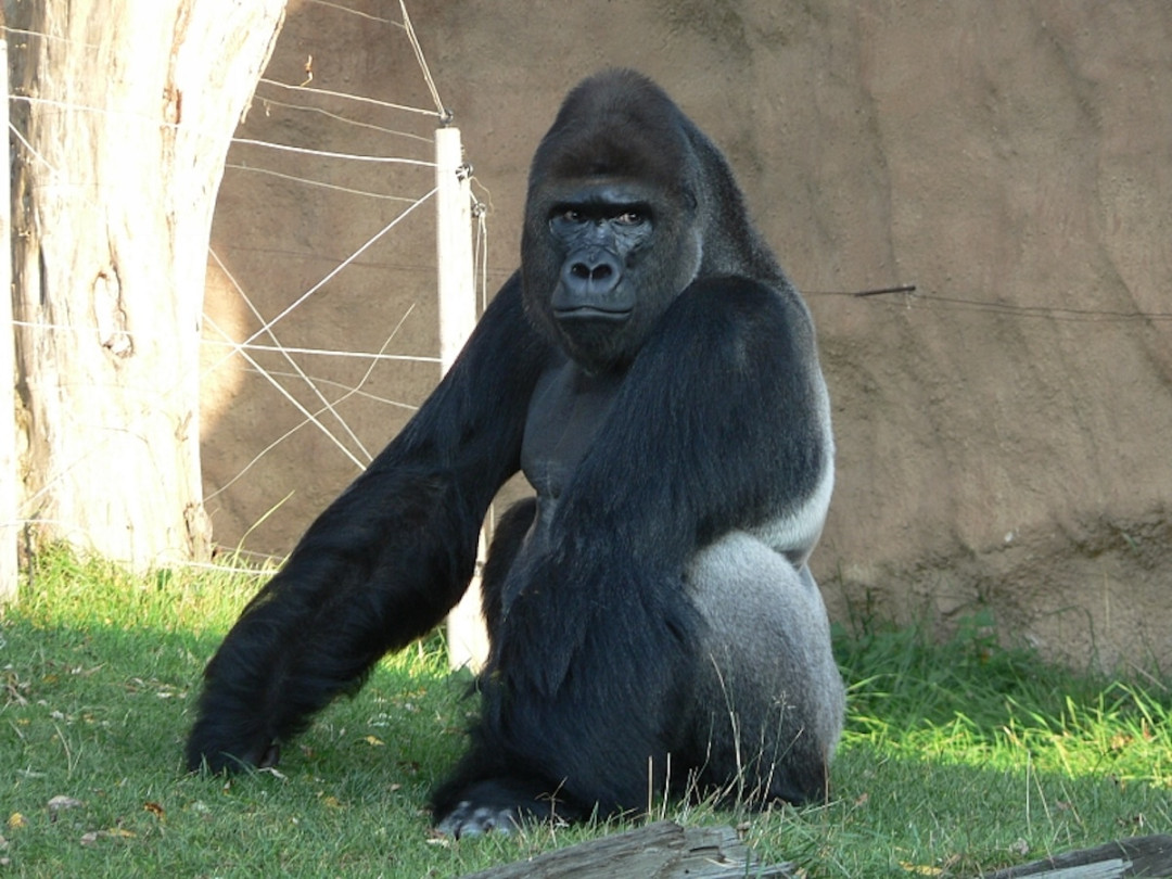 Brněnští vědci zkoumali trus goril. Jejich zjištění mohou přispět ke zlepšení péče o primáty