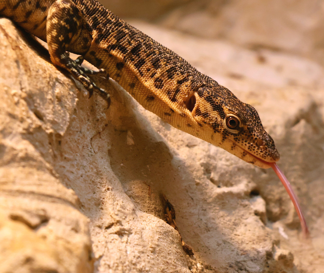 V hodonínské zoo mají nové přírůstky. Návštěvníci mohou vidět pár ohrožených varanů