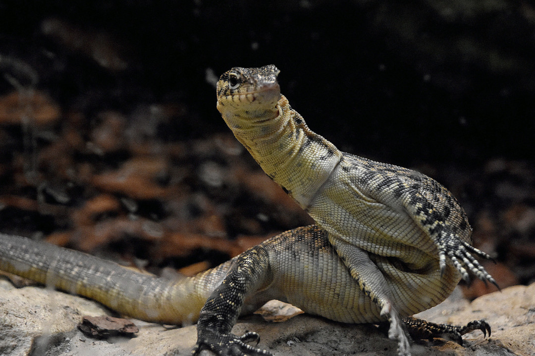 V hodonínské zoo mají nové přírůstky. Návštěvníci mohou vidět pár ohrožených varanů