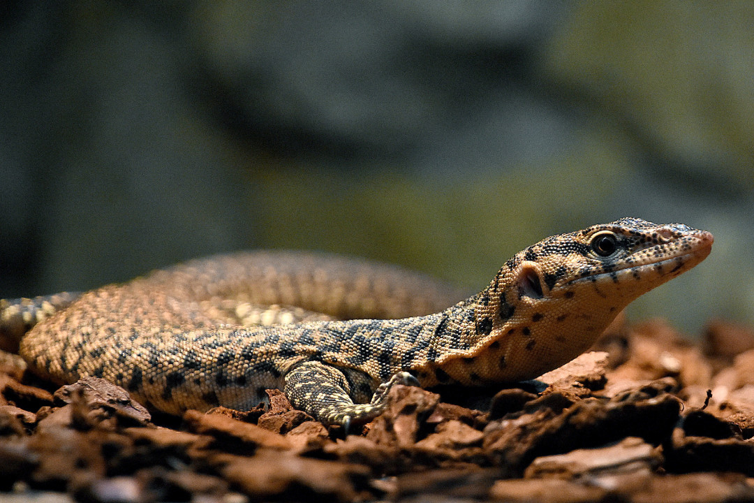 V hodonínské zoo mají nové přírůstky. Návštěvníci mohou vidět pár ohrožených varanů