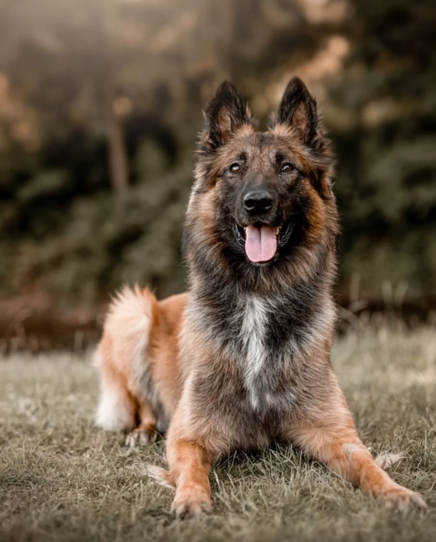 V Liberci a ve Stráži řádil žhář, vypátral ho policejní pes Alligator. Muži pod vlivem alkoholu hrozí rok vězení