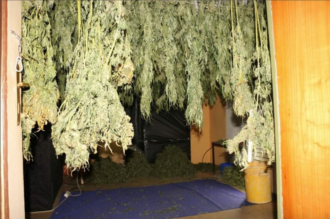 Kriminalisté odhalili na Chebsku pěstírnu konopí, našli tam metrové rostliny a desítky kilo usušené marihuany