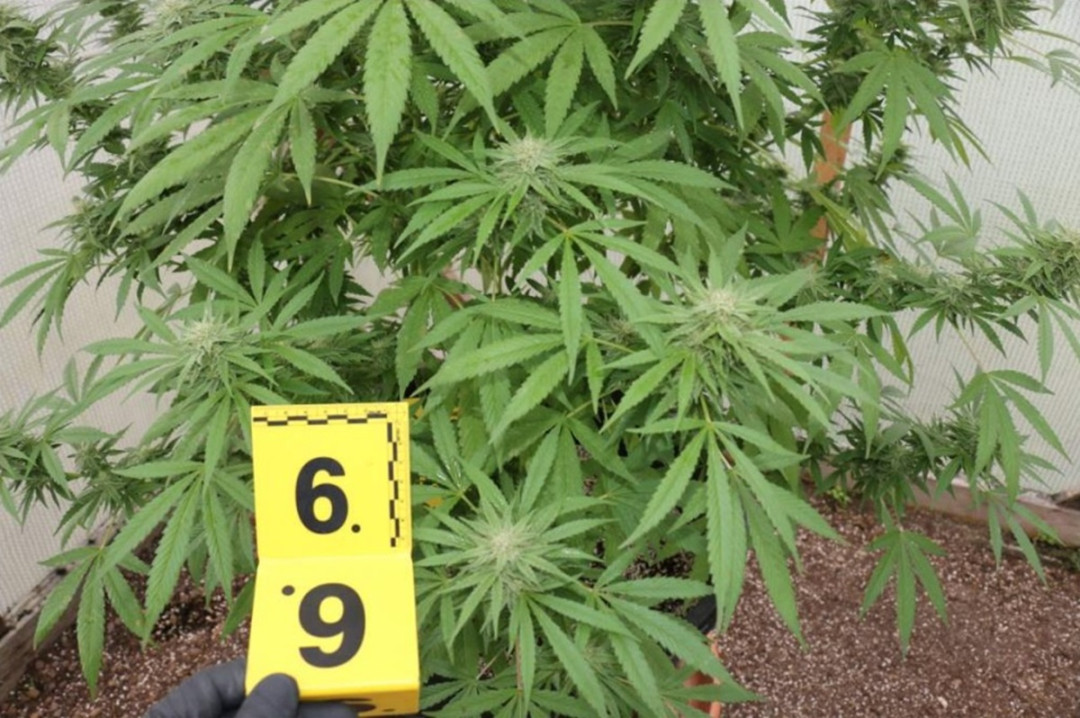 Kriminalisté odhalili na Chebsku pěstírnu konopí, našli tam metrové rostliny a desítky kilo usušené marihuany