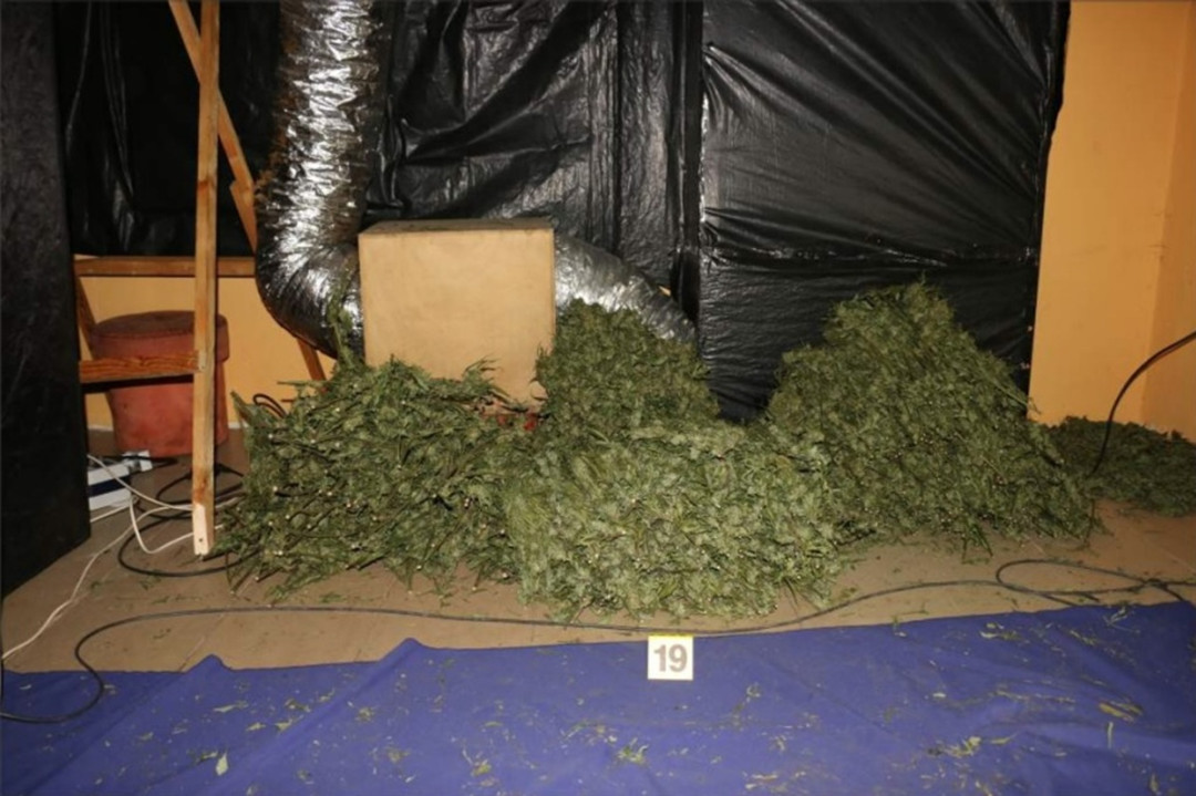 Kriminalisté odhalili na Chebsku pěstírnu konopí, našli tam metrové rostliny a desítky kilo usušené marihuany