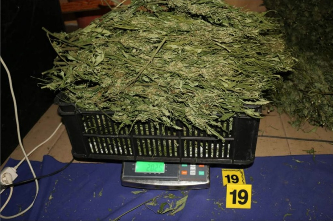 Kriminalisté odhalili na Chebsku pěstírnu konopí, našli tam metrové rostliny a desítky kilo usušené marihuany