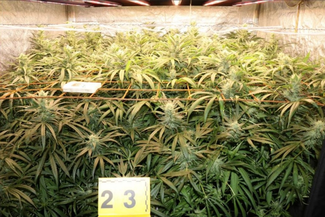 Kriminalisté odhalili na Chebsku pěstírnu konopí, našli tam metrové rostliny a desítky kilo usušené marihuany