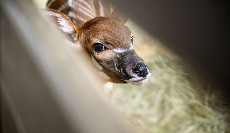 Ve dvorském Safari Parku se narodilo další mládě vzácné antilopy