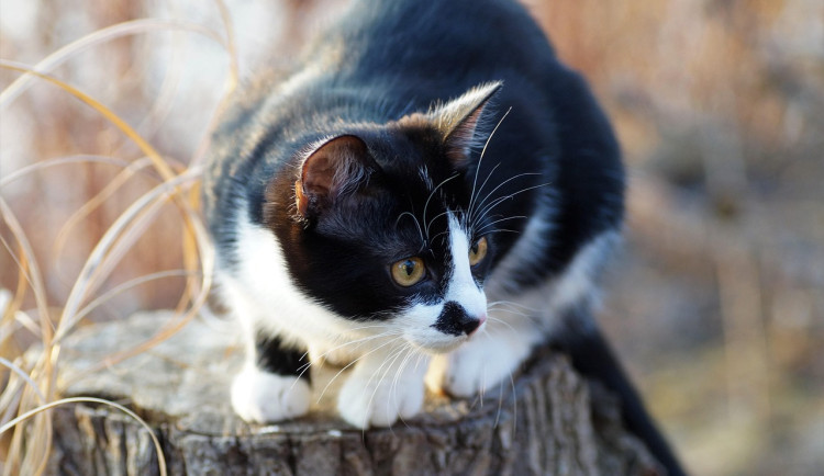 Dvůr Králové bezplatně čipuje kočky, chce mít o nich přehled
