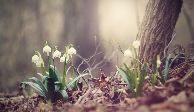 V noci mráz, přes den jaro. O tomto týdnu naměříme až 16 stupňů