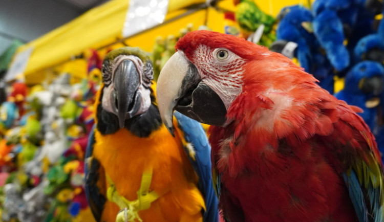  Událost roku pro milovníky zvířat se blíží. Největší chovatelský veletrh FOR PETS se rozšířil o psí výstavy i exotická zvířata