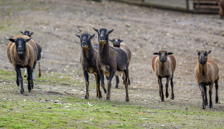 Riziko slintavky a kulhavky ovlivňuje i pražskou zoo. Omezili krmení koz a ovcí v dětské zoo a přesunuli zážitkové programy