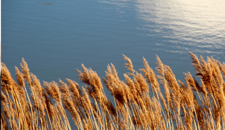 Kníže v Jičíně se vypustí. Nejdřív přijde na řadu výlov, pak oprava břehů