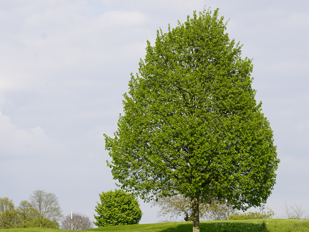 Máte ve svém okolí strom s jedinečným příběhem? Nominuje ho do ankety Strom roku