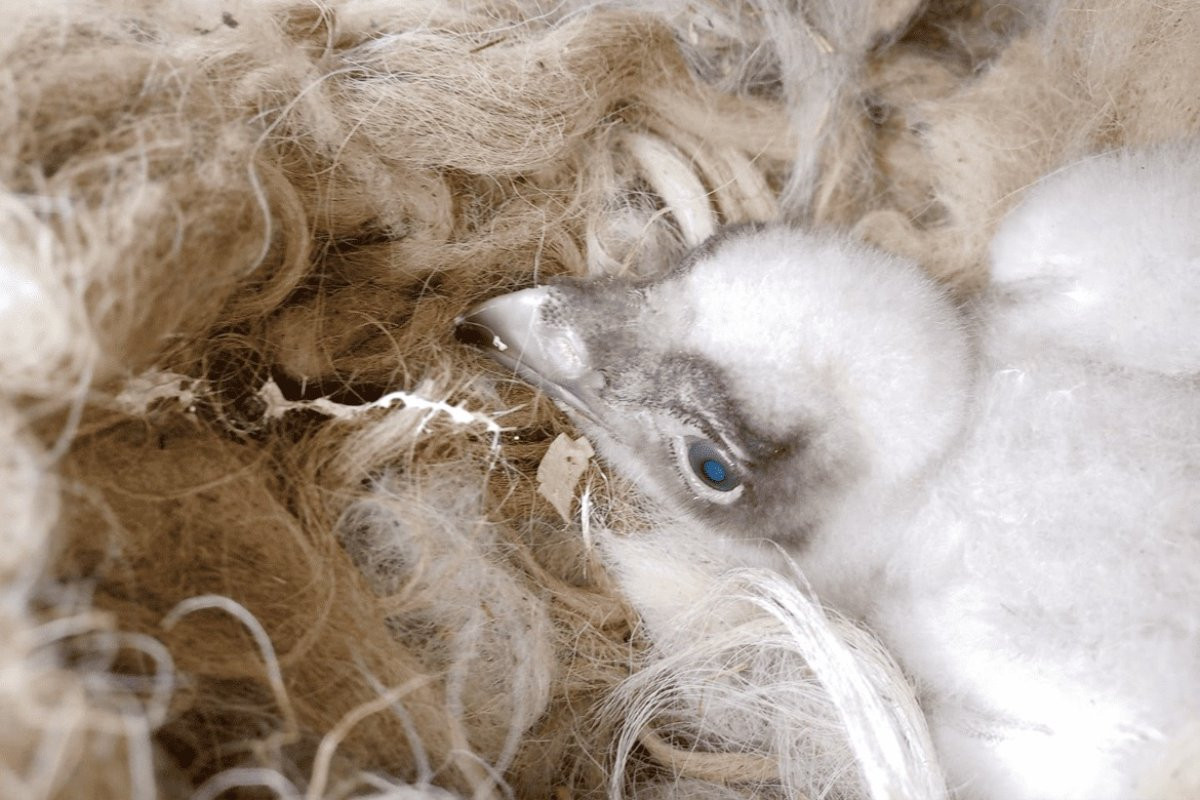 Orlosupům z liberecké zoo se letos nepodařilo odchovat vlastní mládě, stali se alespoň náhradními rodiči