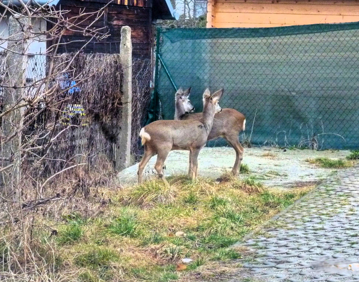 Českobudějovičtí strážníci pomohli srnci uvězněnému za plotem