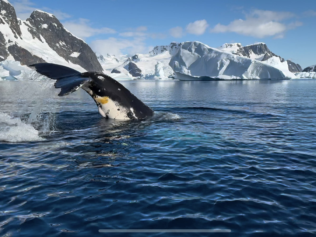 Neskutečné scenérie i překonávání strachu. Kapitán Ololodí Šimon Pelikán si splnil sen o plavbě na Antarktidu