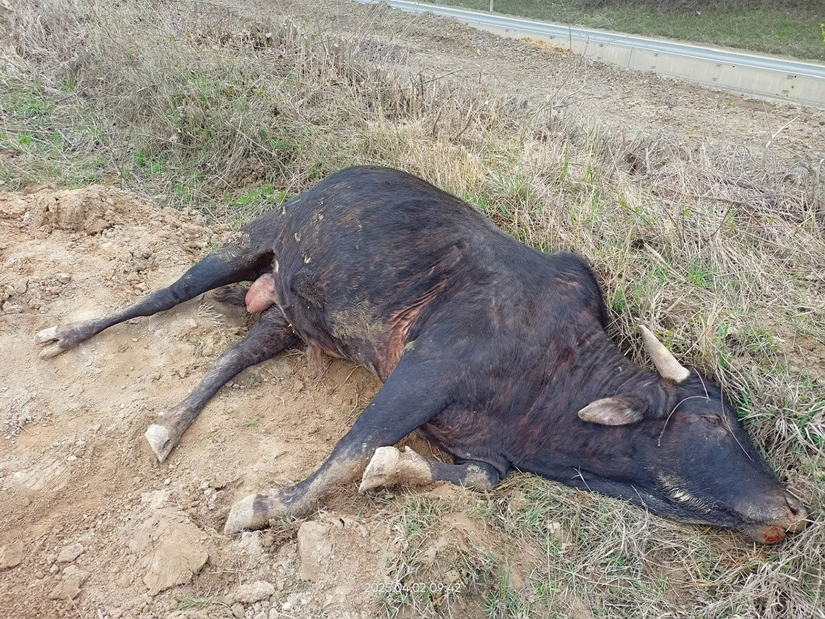Na Přerovsku našli uhynulého býka, někdo na něm zřejmě jezdil. Veterinární správa žádá o pomoc veřejnost