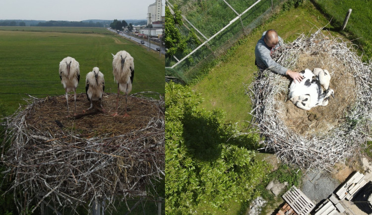 Fanatičtí střelci v Libanonu hromadně zabíjejí migrující čápy. Mezi zastřelenými jsou i opeřenci z Česka