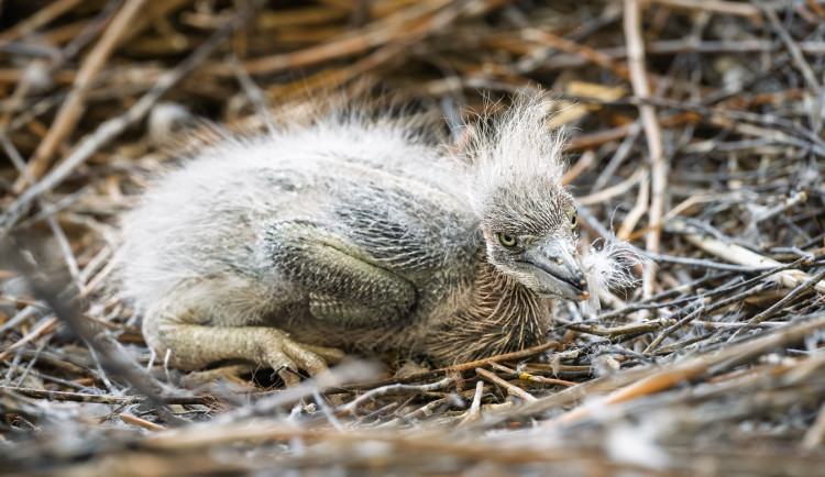 První mládě volavky obrovské ve Dvoře Králové. Raritní událost pro české a slovenské zoo