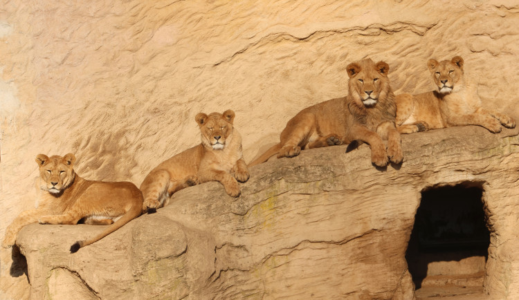 Tři sestry odjely do belgické zoo. Mladé lvice se tam zapojí do dalšího chovu